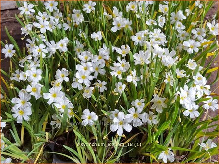 Sisyrinchium &#039;Iceberg&#039; | Bieslelie | Binsenlilie