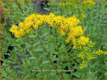 Solidago shortii &#039;Solar Cascade&#039; | Guldenroede | K&ouml;nigsgoldrute