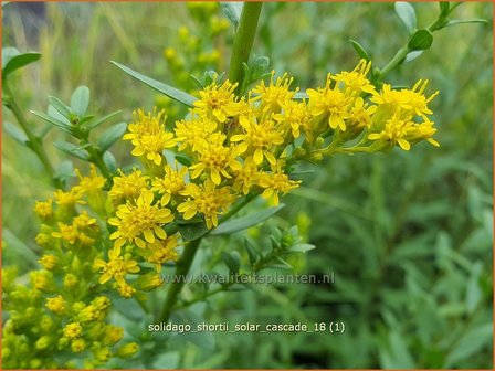 Solidago shortii &#039;Solar Cascade&#039; | Guldenroede | K&ouml;nigsgoldrute