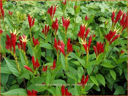 Spigelia marilandica 'Little Redhead' | Vuurgentiaan | Feuerenzian