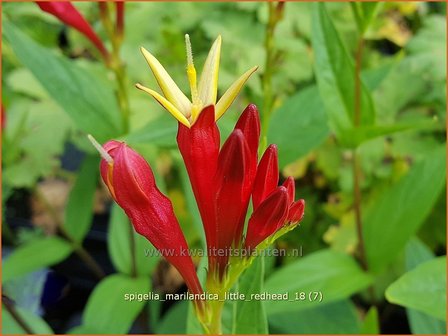 Spigelia marilandica 'Little Redhead' | Vuurgentiaan | Feuerenzian