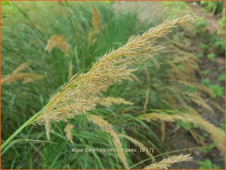 Stipa calamagrostis 'Alg&auml;u' | Vedergras | Silber&auml;hrengras