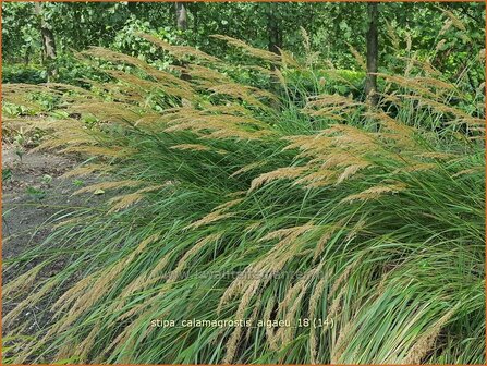 Stipa calamagrostis 'Alg&auml;u' | Vedergras | Silber&auml;hrengras