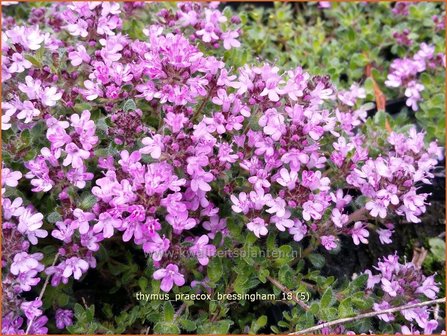 Thymus praecox &#039;Bressingham&#039; | Kruiptijm, Tijm | Fr&uuml;hbl&uuml;hender Thymian