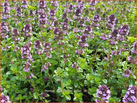 Thymus pulegioides &amp;#x0027;Tabor&amp;#x0027; | Grote tijm, Tijm | Feld-Thymian