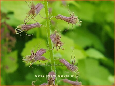 Tolmiea menziesii 'Cool Gold' | Kindje-op-moeders-schoot, Kinderplant | Henne mit K&uuml;ken | Pick-a-back-plant