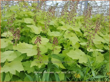 Tolmiea menziesii 'Cool Gold' | Kindje-op-moeders-schoot, Kinderplant | Henne mit K&uuml;ken | Pick-a-back-plant