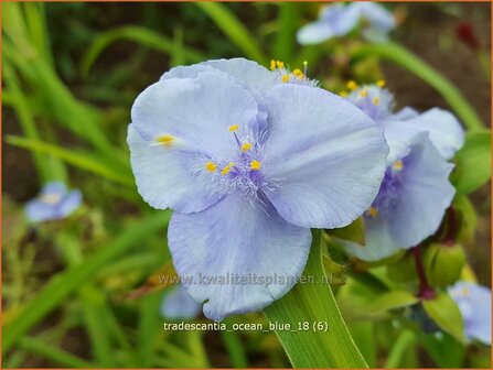 Tradescantia &#039;Ocean Blue&#039; | Eendagsbloem, Vaderplant, Matrozensla | Dreimasterblume