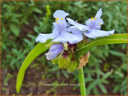 Tradescantia &#039;Ocean Blue&#039; | Eendagsbloem, Vaderplant, Matrozensla | Dreimasterblume