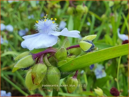 Tradescantia &#039;Ocean Blue&#039; | Eendagsbloem, Vaderplant, Matrozensla | Dreimasterblume