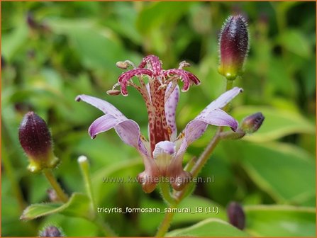 Tricyrtis formosana &#039;Samurai&#039; | Armeluisorchidee, Paddenlelie | Formosa-Kr&ouml;tenlilie