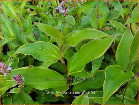 Tricyrtis formosana &#039;Samurai&#039; | Armeluisorchidee, Paddenlelie | Formosa-Kr&ouml;tenlilie