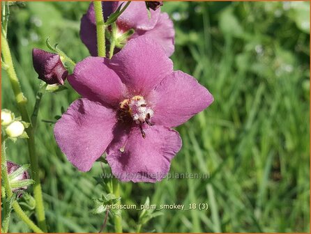 Verbascum 'Plum Smokey' | Toorts | K&ouml;nigskerze