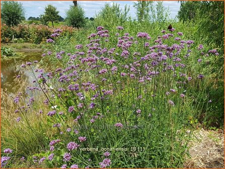 Verbena bonariensis | IJzerhard | Hohes Eisenkraut