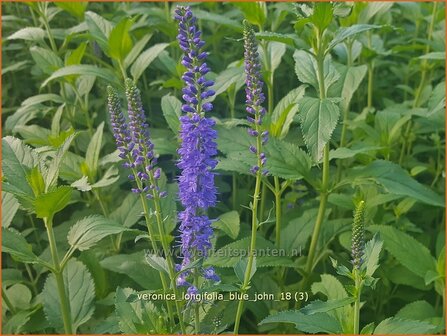 Veronica longifolia 'Blue John' | Lange ereprijs, Ereprijs | Langbl&auml;ttriger Ehrenpreis