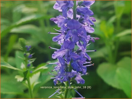 Veronica longifolia 'Blue John' | Lange ereprijs, Ereprijs | Langbl&auml;ttriger Ehrenpreis