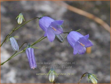 Campanula cochleariifolia | Zodeklokje, Klokjesbloem | Zwerg-Glockenblume