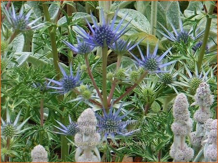 Eryngium planum 'Blaukappe' | Blauwe distel, Framboosdistel, Kruisdistel | Flachbl&auml;ttriger Mannstreu