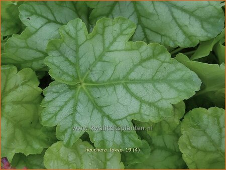 Heuchera 'Tokyo' | Purperklokje | Purpurgl&ouml;ckchen