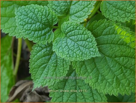 Lamium orvala 'Silva' | Grootbloemige dovenetel, Dovenetel | Gro&szlig;bl&uuml;tige Taubnessel