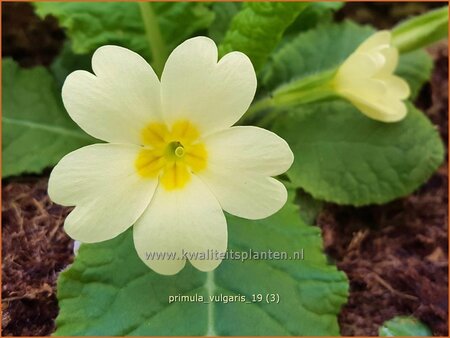 Primula vulgaris | Stengelloze sleutelbloem, Sleutelbloem | St&auml;ngellose Garten-Schl&uuml;sselblume