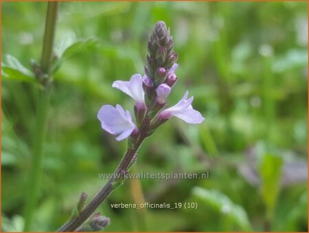 Verbena officinalis | IJzerhard | Echtes Eisenkraut