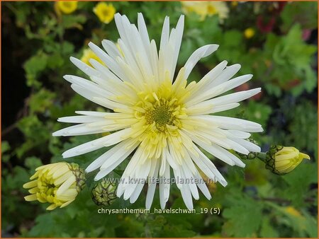 Chrysanthemum 'Havelschwan' | Tuinchrysant, Chrysant | Herbstchrysantheme