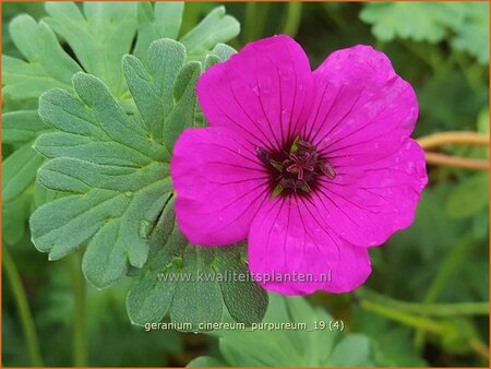 Geranium cinereum 'Purpureum' | Ooievaarsbek, Tuingeranium | Aschgrauer Storchschnabel