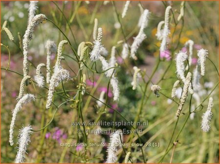 Sanguisorba tenuifolia 'Korean Snow' | Hoge pimpernel, Sorbenkruid, Pimpernel | Hoher Wiesenknopf