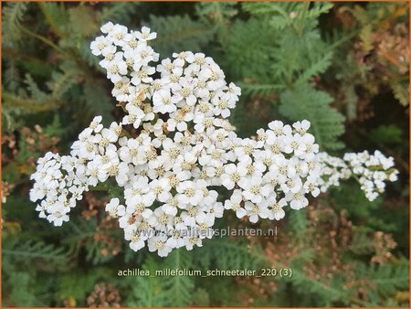 Achillea millefolium 'Schneetaler' | Duizendblad | Gew&ouml;hnliche Schafgarbe