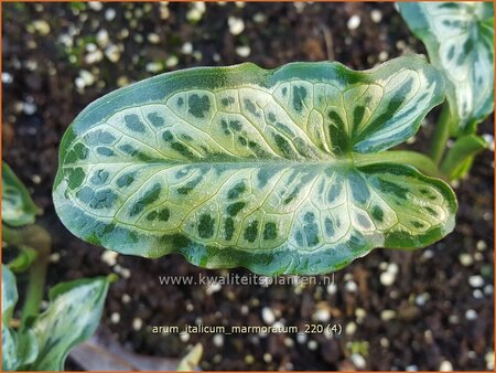 Arum italicum 'Marmoratum' | Aronskelk | Italienischer Aronstab