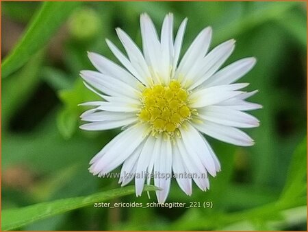 Aster ericoides 'Schneegitter' | Heideaster, Sluieraster, Aster | Heide-Aster