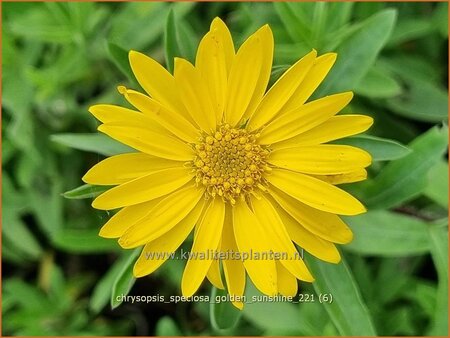 Chrysopsis speciosa 'Golden Sunshine' | Goudaster | Zottiges Goldauge