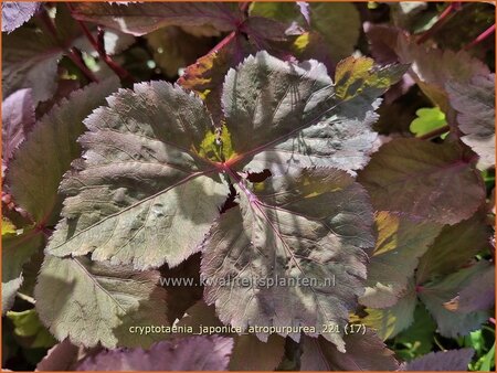 Cryptotaenia japonica 'Atropurpurea' | Japanse peterselie | Japan Petersilie
