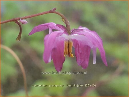 Epimedium youngianum 'Beni-kujaku' | Elfenbloem | Zierliche Garten-Elfenblume