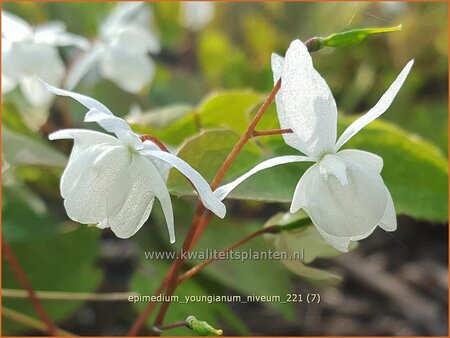 Epimedium youngianum 'Niveum'