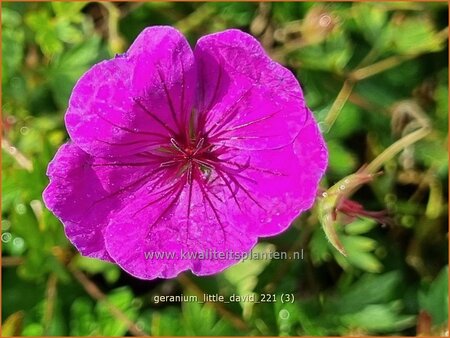 Geranium 'Little David' | Ooievaarsbek, Tuingeranium | Storchschnabel