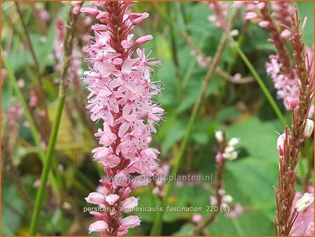 Persicaria amplexicaulis 'Fascination' | Doorgroeide duizendknoop, Adderwortel, Duizendknoop | Kerzenkn&ouml;terich
