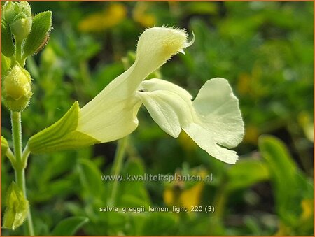Salvia greggii 'Lemon Light' | Herfstsalie, Salie, Salvia | Herbst-Strauch-Salbei | Autumn Sage
