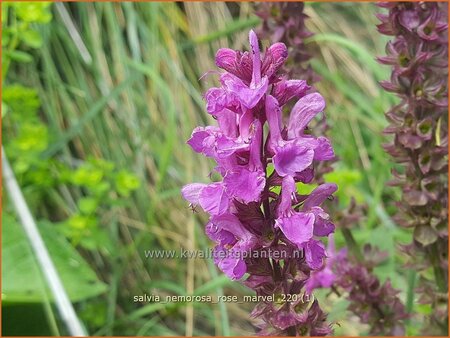 Salvia nemorosa 'Rose Marvel' | Bossalie, Salie, Salvia | Steppensalbei