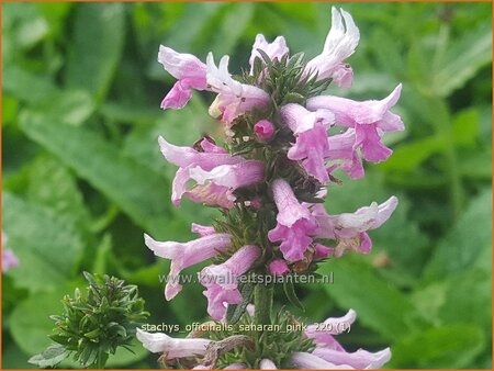 Stachys officinalis 'Saharan Pink' | Betonie, Koortskruid, Andoorn | Echter Ziest