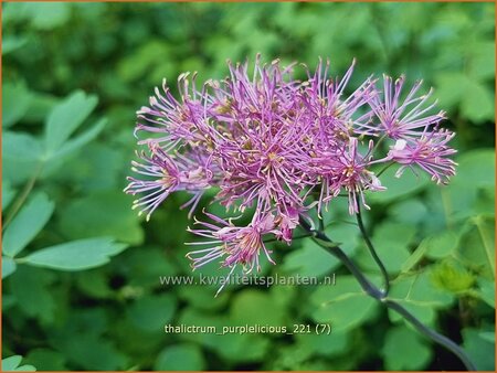 Thalictrum 'Purplelicious' | Ruit | Wiesenraute