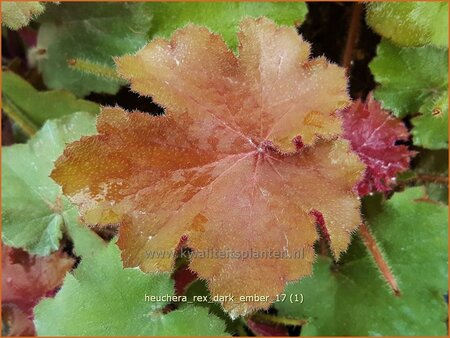 Heuchera 'Rex Dark Amber' | Purperklokje | Purpurgl&ouml;ckchen