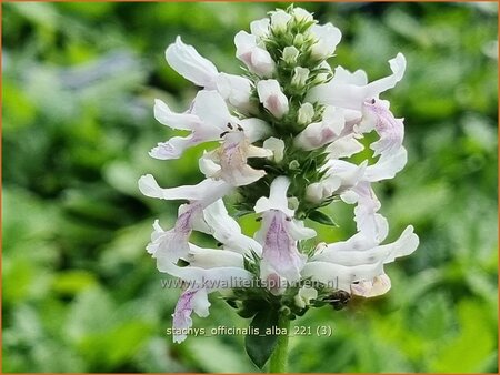 Stachys officinalis 'Alba' | Betonie, Koortskruid, Andoorn | Echter Ziest