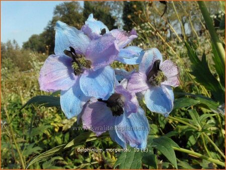 Delphinium 'Morgentau' | Ridderspoor