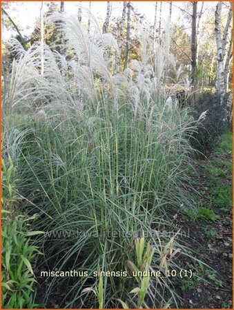 Miscanthus sinensis 'Undine' | Prachtriet, Japans sierriet, Chinees riet