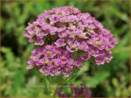 Achillea millefolium 'Milly Rock Pink' | Duizendblad | Gew&ouml;hnliche Schafgarbe | California yarrow