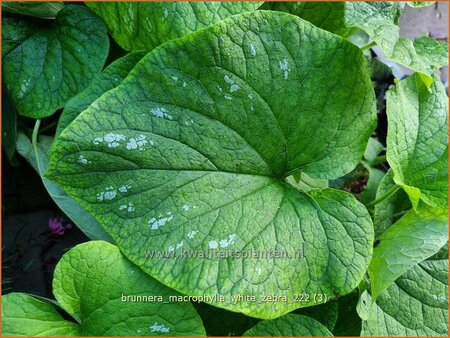 Brunnera macrophylla 'White Zebra' | Kaukasische vergeet-mij-nietje, Vast vergeet-mij-nietje | Kaukasusvergissmeinnic
