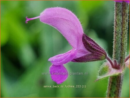 Salvia 'Back to the Fuchsia' | Salie, Salvia | Salbei | Sage