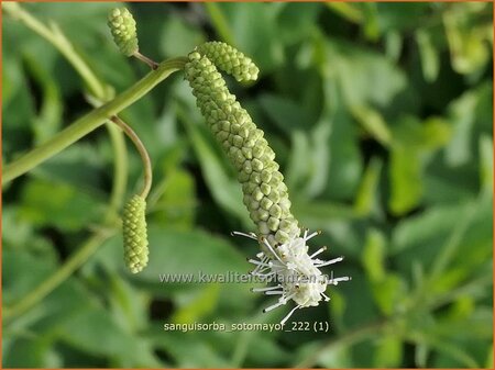 Sanguisorba 'Sotomayor' | Hoge pimpernel, Sorbenkruid, Pimpernel | Hoher Wiesenknopf | Japanese Burnet